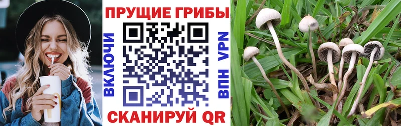 ОМГ ОМГ ТОР  Соликамск  Псилоцибиновые грибы Psilocybine cubensis 